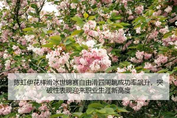 chen-hong-yi-hua-yang-hua-bing-shi-jin-sai-zi-you-hua-si-zhou-tiao-cheng-gong-lv-biao-sheng-tu-po-xing-biao-xian-ying-2-867.jpg